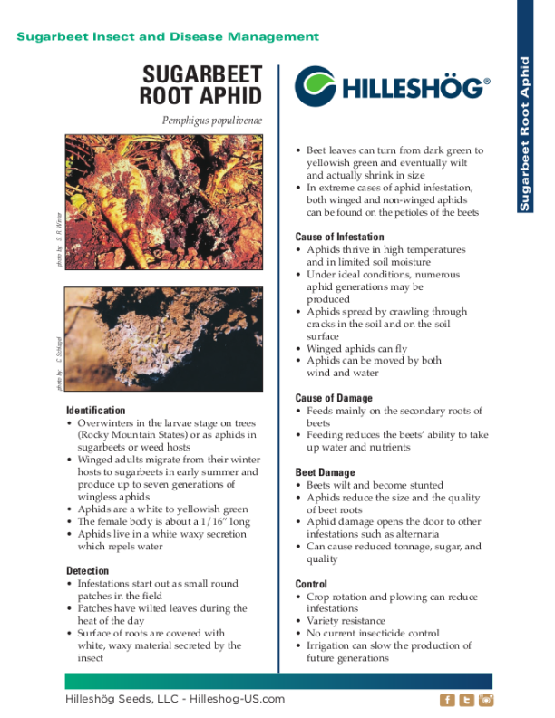 root-aphid sheet